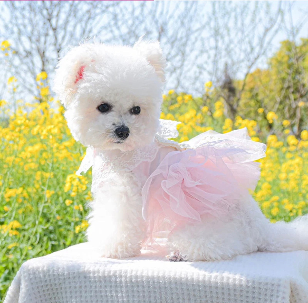 Pets clothes